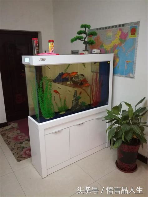 在房間養魚|【房間可以養魚嗎】房間可以養魚嗎？風水教你避開5禁忌，財運。